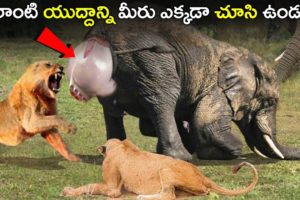 అడవి జంతువుల భయంకరమైన యుద్ధాలు//Craziest Fights of Wild Animals | Animal Fights in Telugu