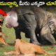 అడవి జంతువుల భయంకరమైన యుద్ధాలు//Craziest Fights of Wild Animals | Animal Fights in Telugu