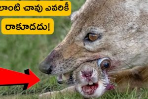 ఇలాంటి చావు ఎవరికీ రాకూడదు! |  animals fighting each other | wild animals | telugu facts