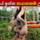 ලෝකයේ ජීවත්වන භයානකම උරගයන් | Dangerous Reptiles Animals In The World In Sinhala
