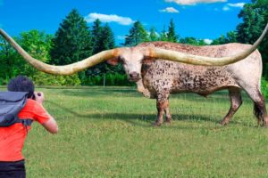 10 Animals With The Biggest Horns