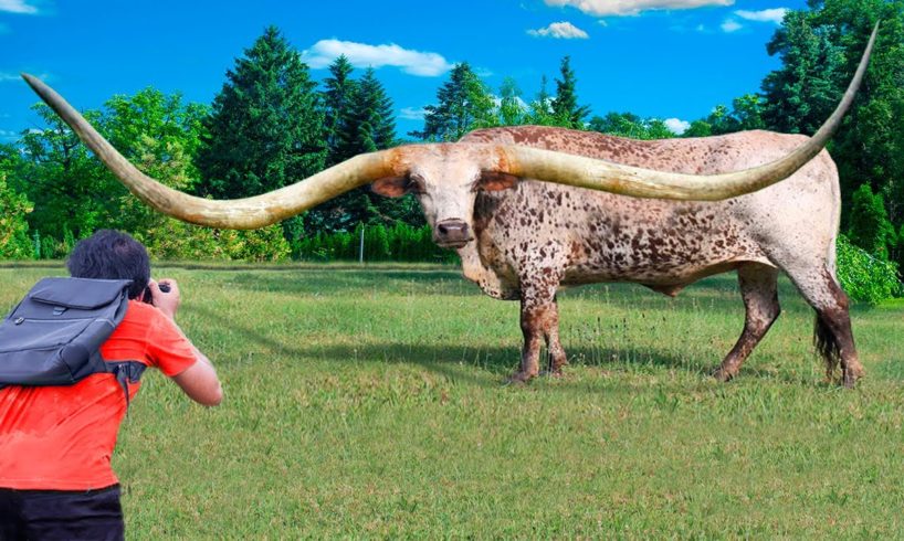 10 Animals With The Biggest Horns
