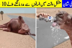 10 Emotional Animal Rescue Moments Caught on Camera (Hindi/Urdu) | Seven TV