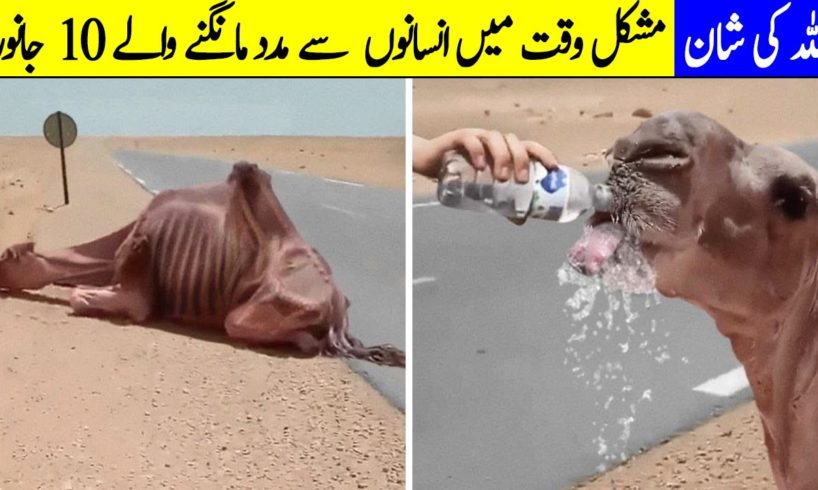 10 Emotional Animal Rescue Moments Caught on Camera (Hindi/Urdu) | Seven TV