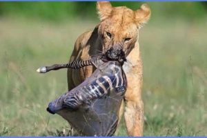 10 Incredible Moments Of Predators Hunting Baby Animals