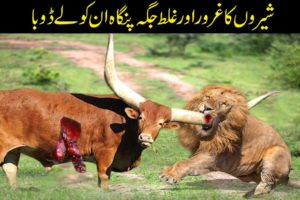 15 CRAZIEST Animal Fights Caught On Camera | When Animals Messed With The Wrong Opponent