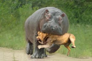 15 Insane Animal Battles Caught On Camera