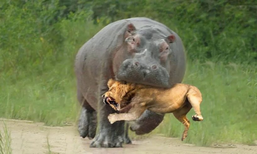 15 Insane Animal Battles Caught On Camera