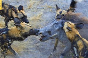 15 MERCILESS Animal Battles Caught on Film | Pet Spot