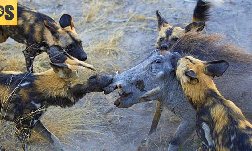 15 MERCILESS Animal Battles Caught on Film | Pet Spot