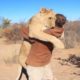 15 Most Heartwarming Animal Reunions with Owners