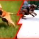 15 Scariest Animal Fights Caught on Camera #1 TikTok compilation