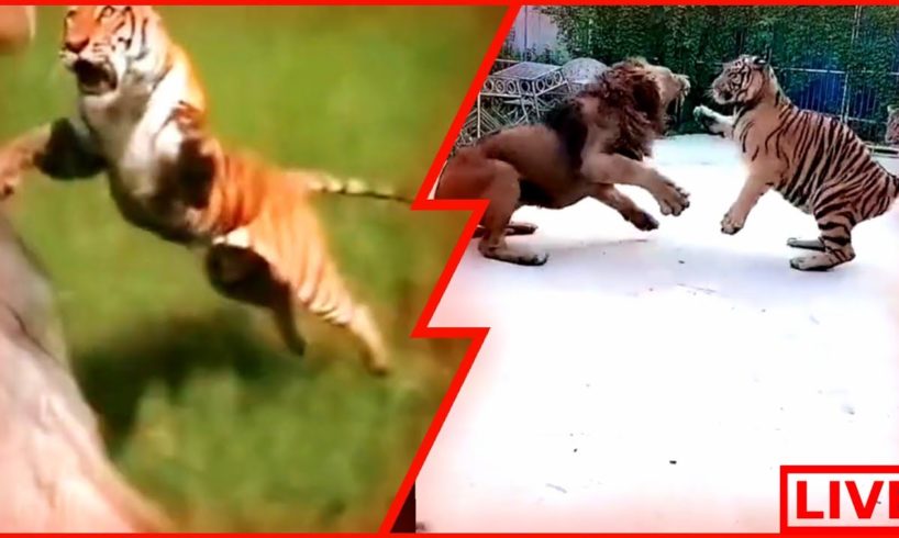 15 Scariest Animal Fights Caught on Camera #1 TikTok compilation