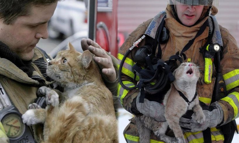 15 Times Humans Rescued Animals And Got Thanked In The Cutest Way - Save Animals