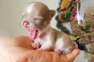 AWW CUTE BABY ANIMALS - Only Baby animals can make us HAPPY and LAUGH - OMG Soo Cute #2