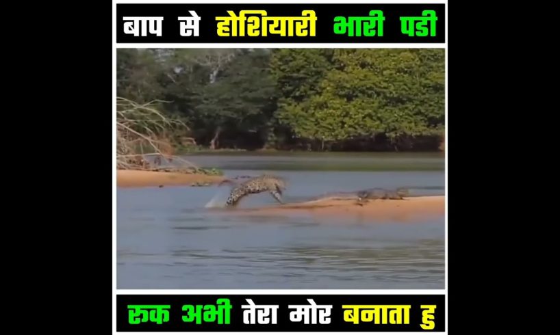 animal messed with worng opponent ❤️👍 #shorts