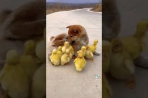 😍 Cute baby animals Videos Compilation cutest moment of the animals - Cutest Puppies #3