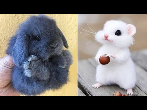 AWW SO CUTE! Cutest baby animals Videos Compilation Cute moment of the Animals - Cutest Animals #51