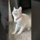 Cute Cat Playing #funnycats #cutecats #cutecat #animals #babycat #shorts