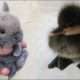 AWW SO CUTE! Cutest baby animals Videos Compilation Cute moment of the Animals - Cutest Animals #54