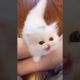 Cute Cat Playing #funnycats #cutecats #cutecat #animals #babycat #shorts