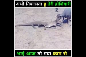 देखिए इसने क्या हाल किया ll❤️👍 #shorts #animals #fight #wildlife