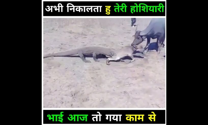देखिए इसने क्या हाल किया ll❤️👍 #shorts #animals #fight #wildlife