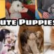 Cute Puppies Doing Funny Things, Cutest Puppies in the Worlds - cute animals  | 2