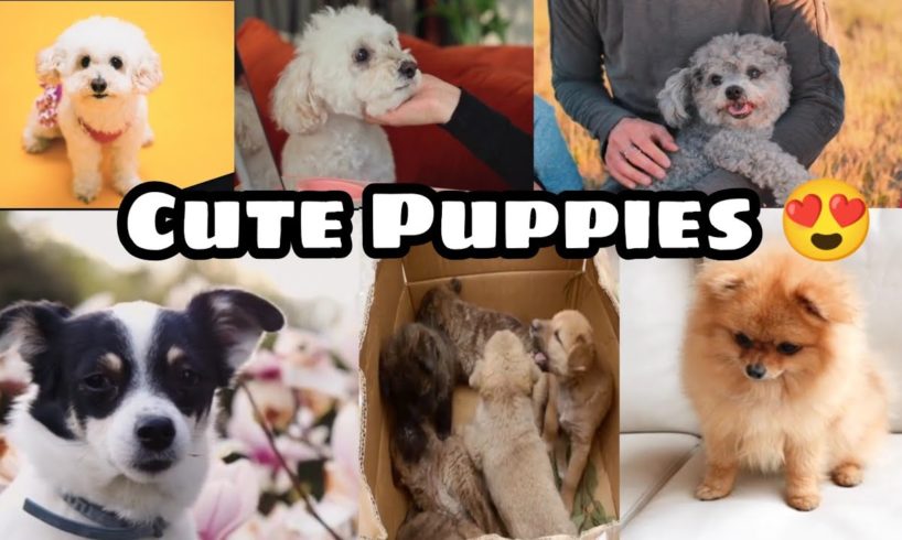 Cute Puppies Doing Funny Things, Cutest Puppies in the Worlds - cute animals  | 2