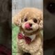 Lovely Animals | Cute Puppies | Cute Small Dogs | Cutest Puppy in the world  - 04 #Shorts
