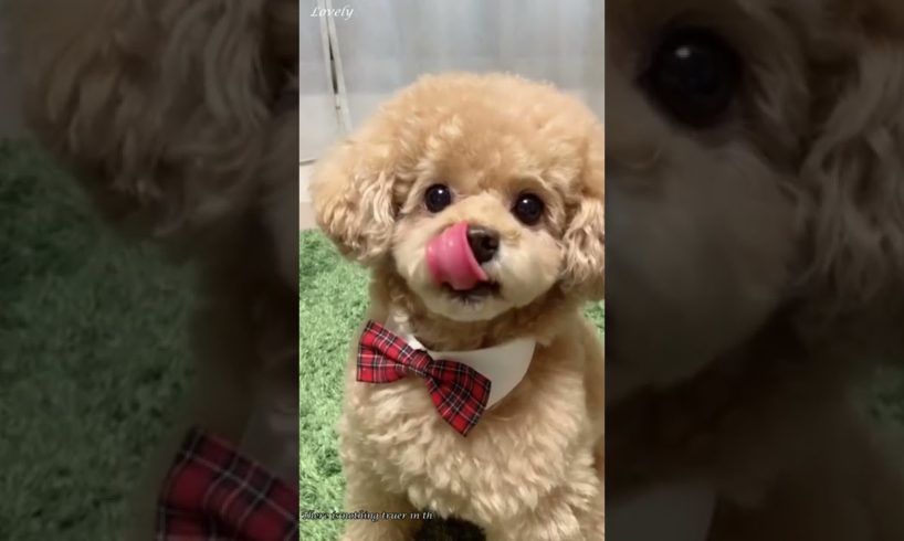 Lovely Animals | Cute Puppies | Cute Small Dogs | Cutest Puppy in the world - 04 #Shorts