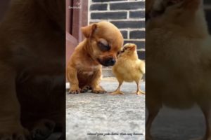 Lovely Animals | Cute Puppies | Cute Small Dogs | Cutest Puppy in the world  - 03 #Shorts