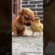 Lovely Animals | Cute Puppies | Cute Small Dogs | Cutest Puppy in the world  - 03 #Shorts