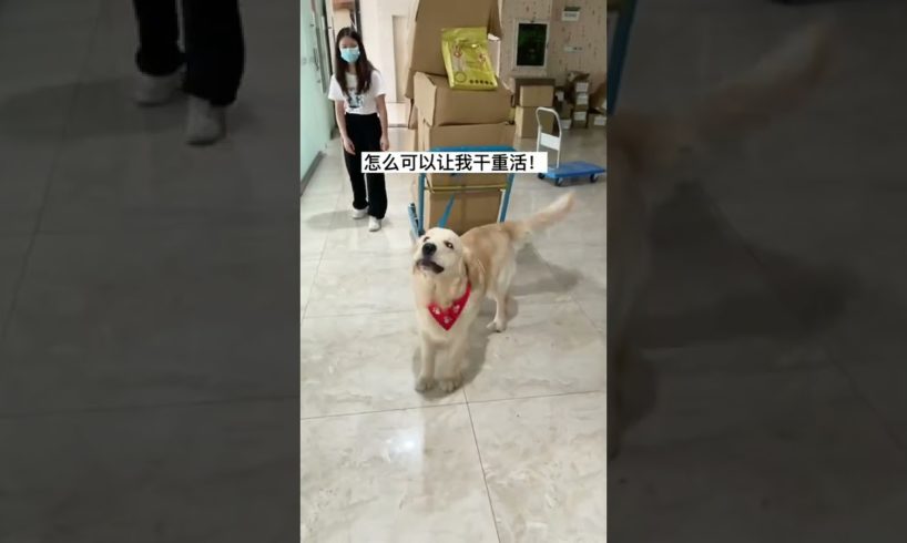 Funniest & Cutest Puppies - Funny Puppy Videos | Cute and Funny Dog Videos | Minutes of Funny Puppy