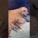 Funniest & Cutest Puppies - Funny Puppy Videos | Cute and Funny Dog Videos | Minutes of Funny Puppy