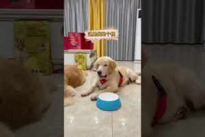 Funniest & Cutest Puppies - Funny Puppy Videos | Cute and Funny Dog Videos | Minutes of Funny Puppy