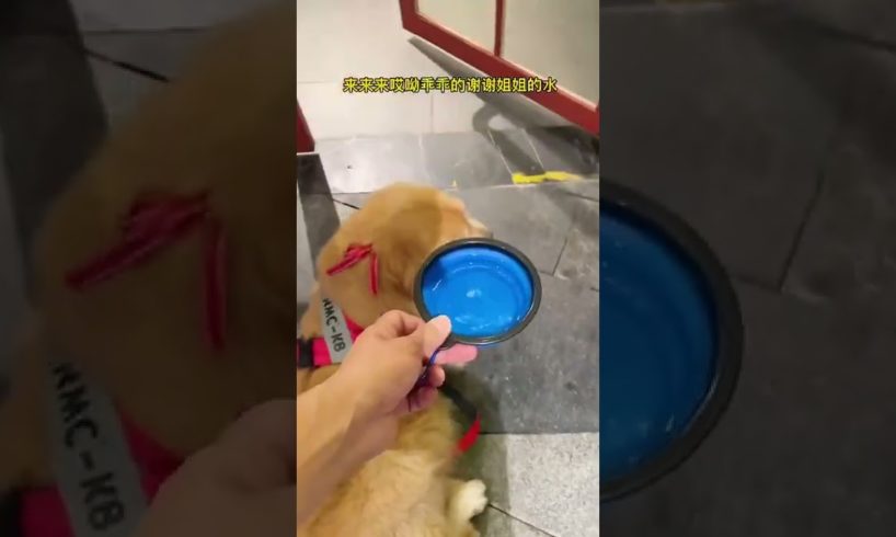 Funniest & Cutest Puppies - Funny Puppy Videos | Cute and Funny Dog Videos | Minutes of Funny Puppy