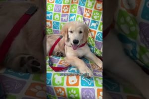 Funniest & Cutest Puppies - Funny Puppy Videos | Cute and Funny Dog Videos | Minutes of Funny Puppy