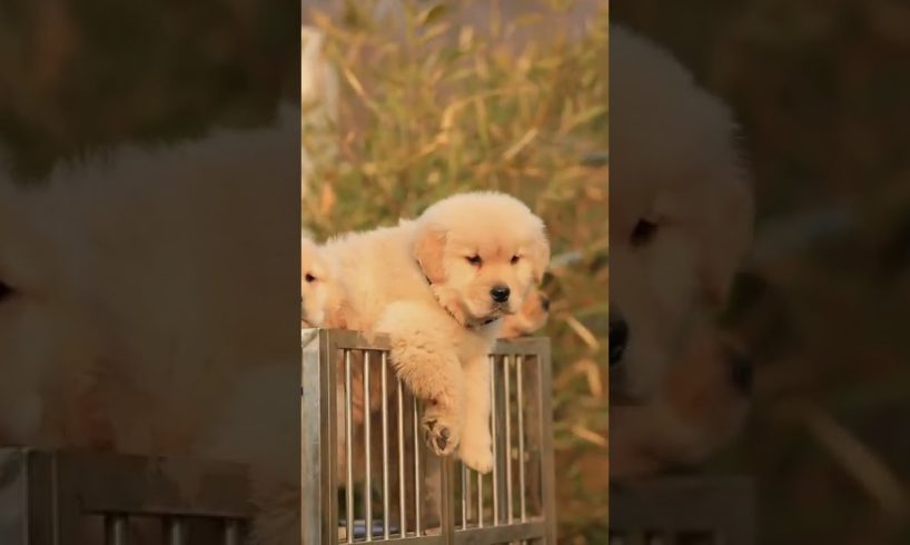 Funniest & Cutest Puppies - Funny Puppy Videos | Cute and Funny Dog Videos | Minutes of Funny Puppy