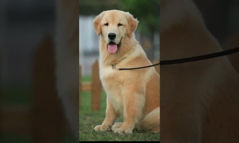 Funniest & Cutest Puppies - Funny Puppy Videos | Cute and Funny Dog Videos | Minutes of Funny Puppy