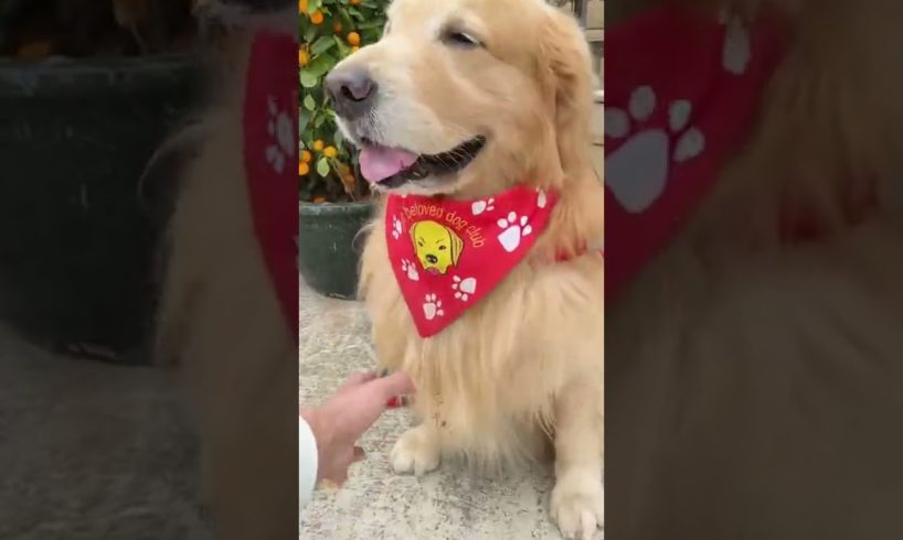 Funniest & Cutest Puppies - Funny Puppy Videos | Cute and Funny Dog Videos | Minutes of Funny Puppy