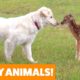 Funniest Pets & Animals of the Week | Funny Pet Videos