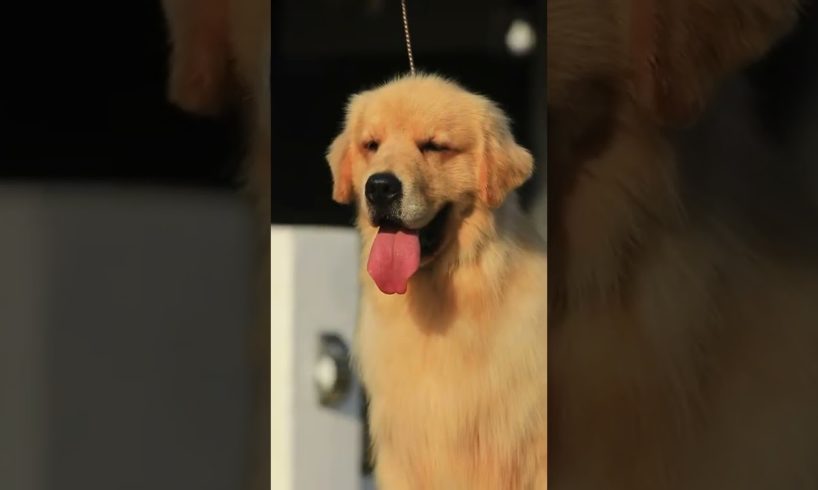 Funniest & Cutest Puppies - Funny Puppy Videos | Cute and Funny Dog Videos | Minutes of Funny Puppy