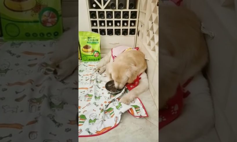 Funniest & Cutest Puppies - Funny Puppy Videos | Cute and Funny Dog Videos | Minutes of Funny Puppy