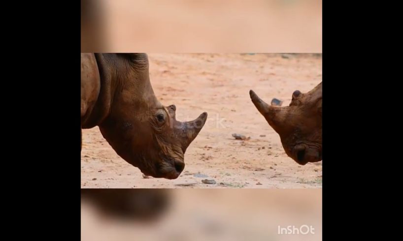 animal fights 😉🐰🐰😉