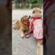 Funniest & Cutest Puppies - Funny Puppy Videos | Cute and Funny Dog Videos | Minutes of Funny Puppy