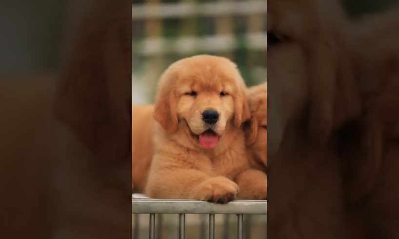 Funniest & Cutest Puppies - Funny Puppy Videos | Cute and Funny Dog Videos | Minutes of Funny Puppy