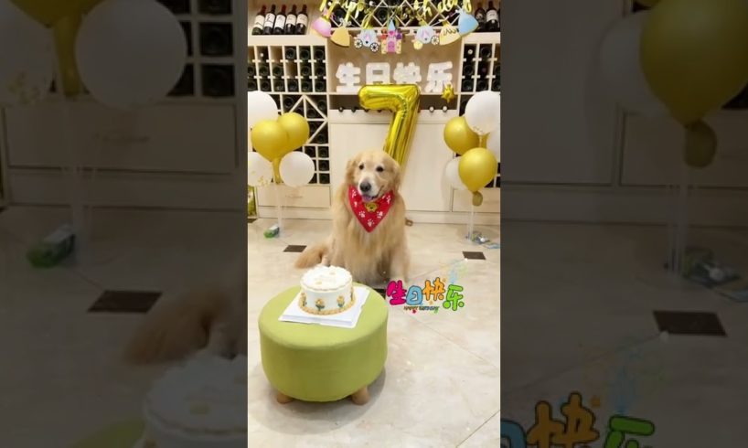 Funniest & Cutest Puppies - Funny Puppy Videos | Cute and Funny Dog Videos | Minutes of Funny Puppy