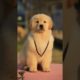 Funniest & Cutest  Puppies - Funny Puppy Videos | Cute and Funny Dog Videos | Minutes of Funny Puppy