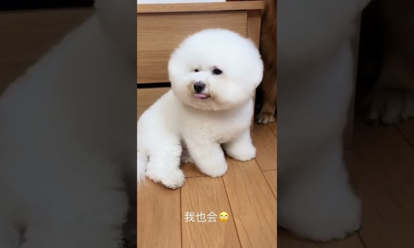 Funniest & Cutest Puppies - Funny Puppy Videos | Cute and Funny Dog Videos | Minutes of Funny Puppy